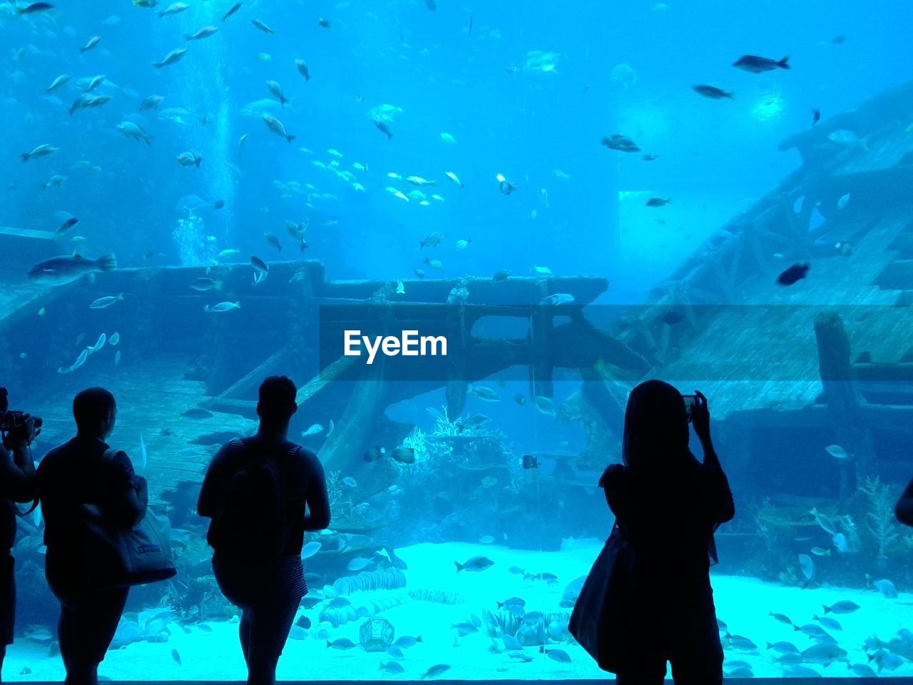 People watching at shipwreck in aquarium