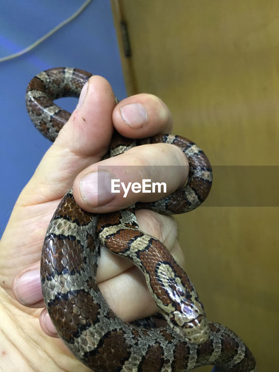 Eastern milk snake 