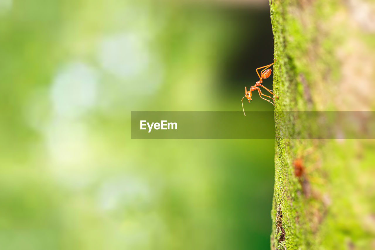 Fire ant on branch in nature ,selection focus only on some points in the image.