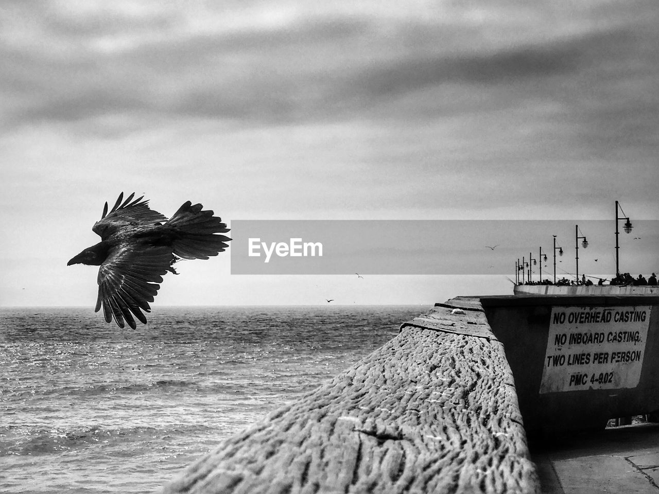 CLOSE-UP OF BIRD FLYING BY SEA AGAINST SKY