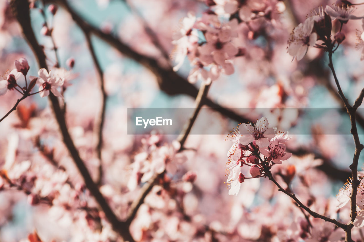 CLOSE-UP OF PINK CHERRY BLOSSOM