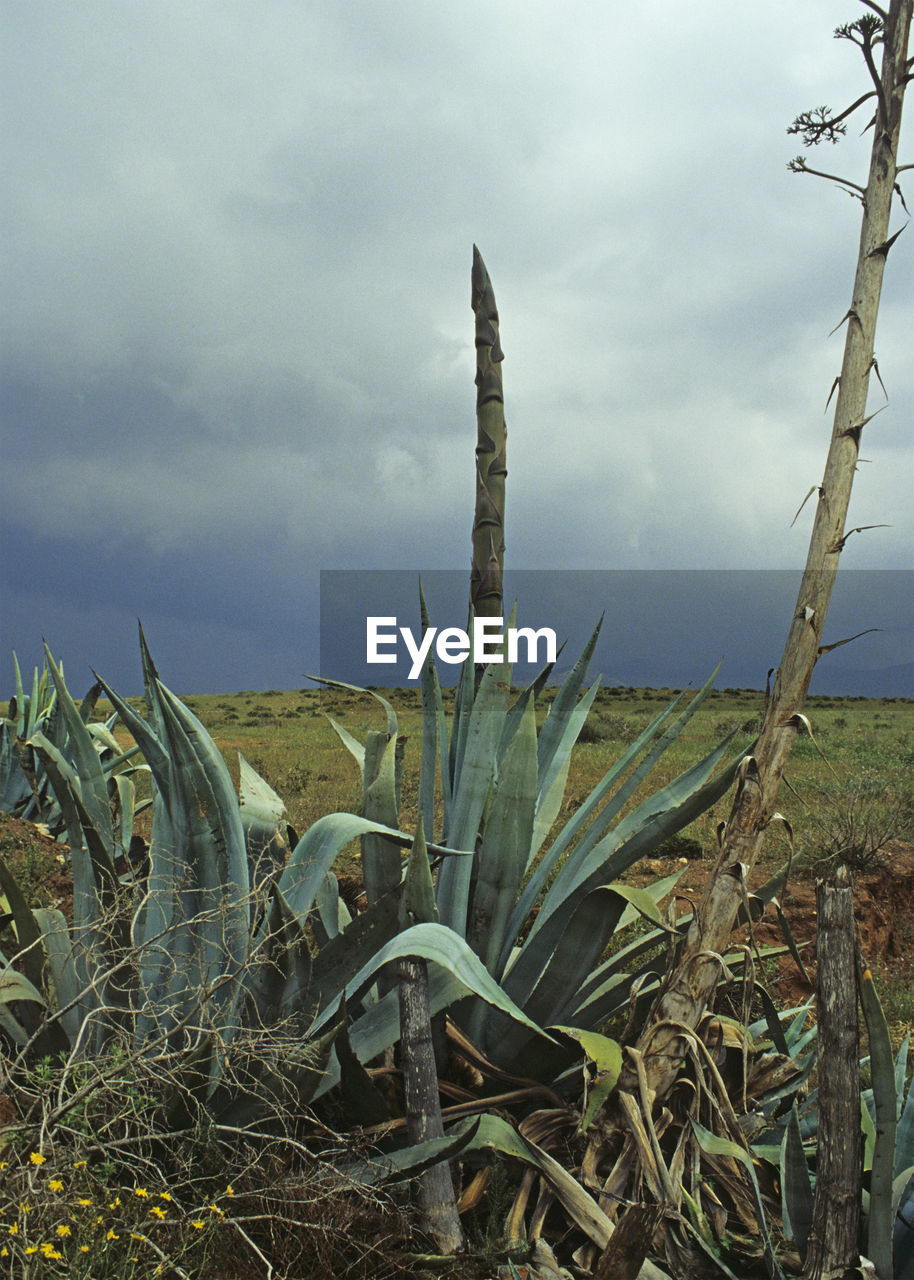 Close-up of plants on field against sky