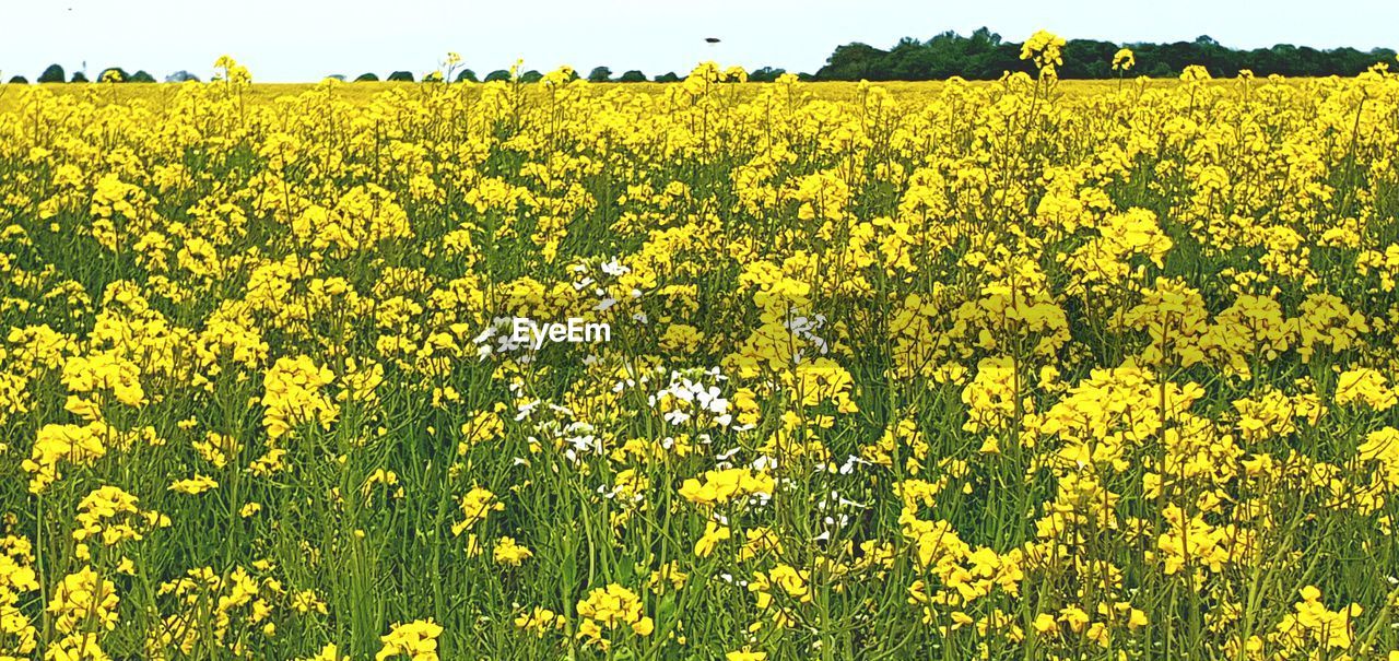 SCENIC VIEW OF YELLOW FLOWERING PLANTS