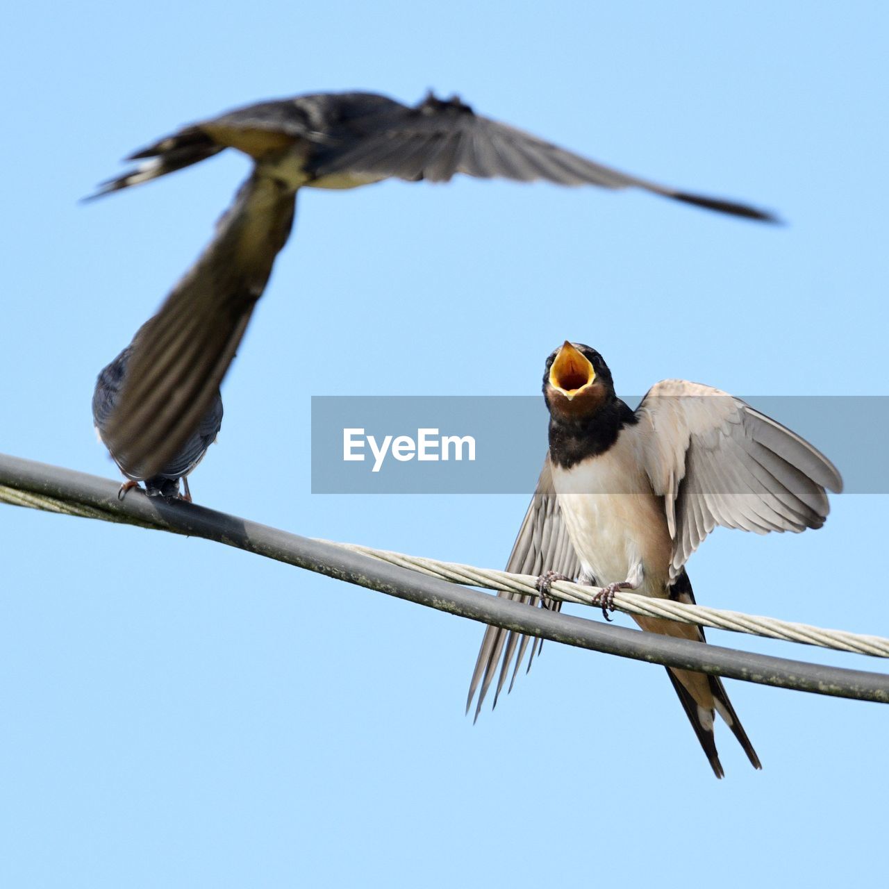 LOW ANGLE VIEW OF BIRDS FLYING AGAINST SKY