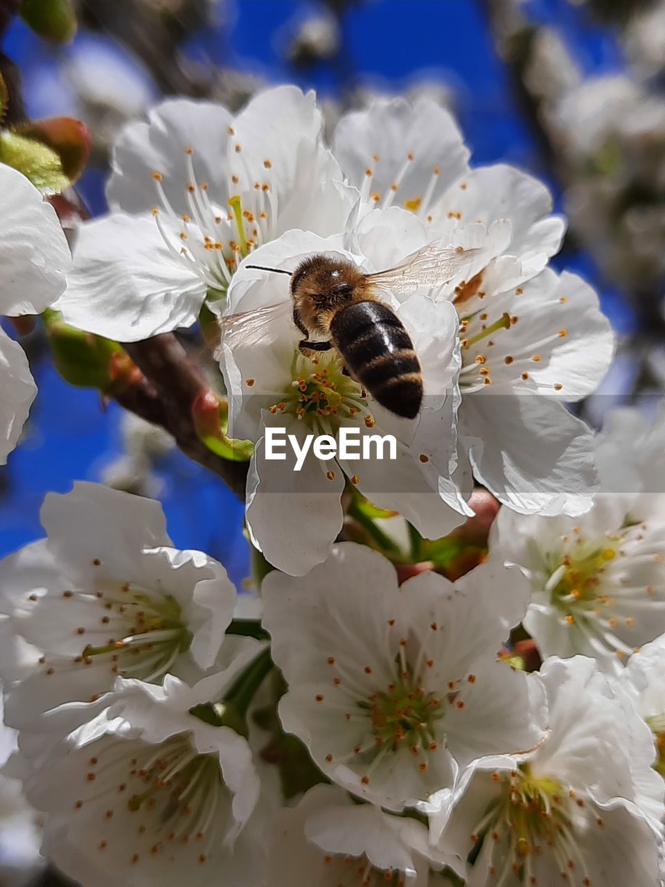 flower, flowering plant, blossom, plant, fragility, beauty in nature, freshness, bee, close-up, growth, white, spring, petal, flower head, pollen, springtime, insect, nature, branch, animal wildlife, produce, animal themes, animal, macro photography, cherry blossom, wildlife, food, no people, inflorescence, prunus spinosa, honey bee, focus on foreground, day, stamen, one animal, botany, outdoors, tree