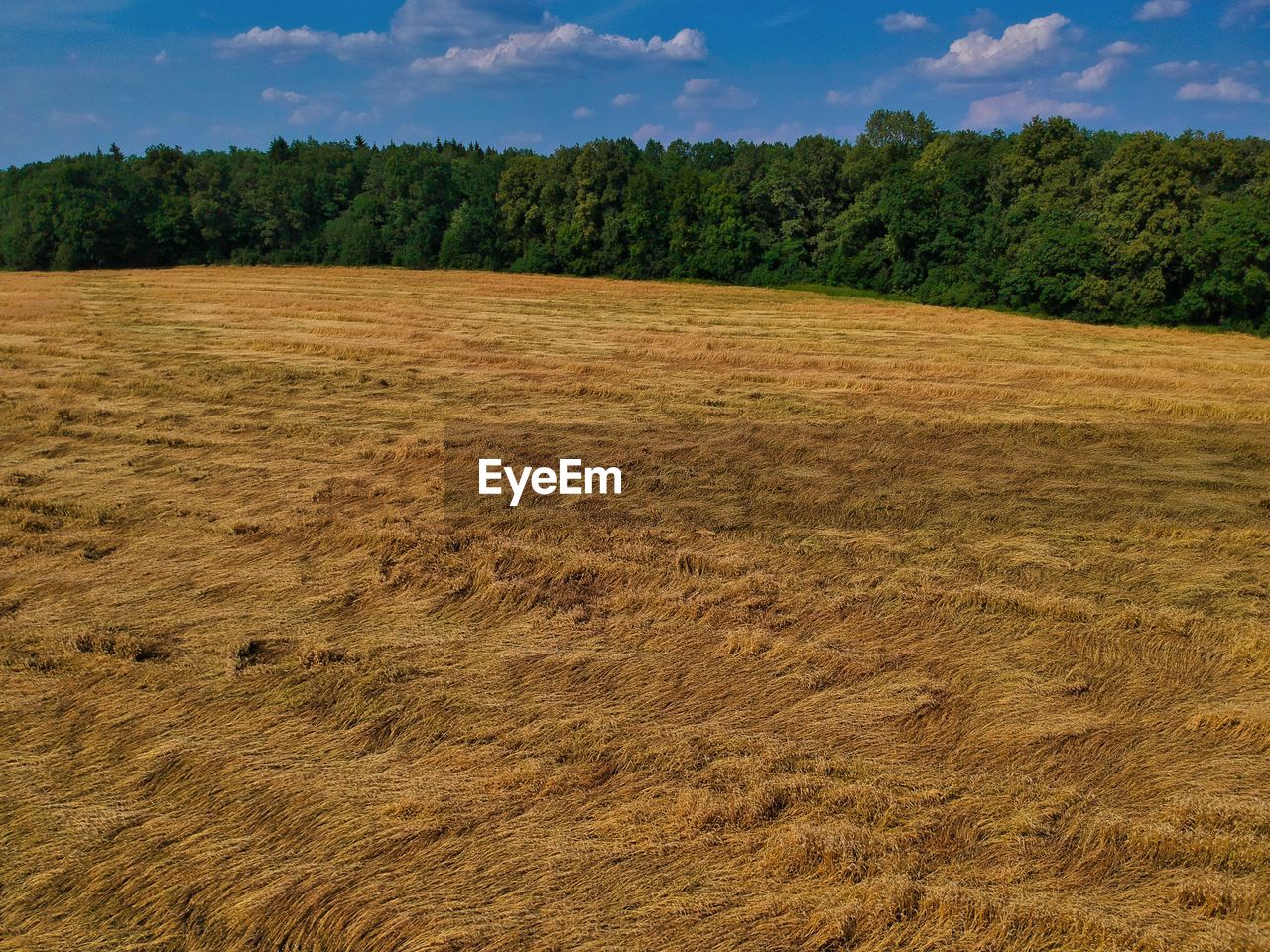 SCENIC VIEW OF FIELD AGAINST TREES