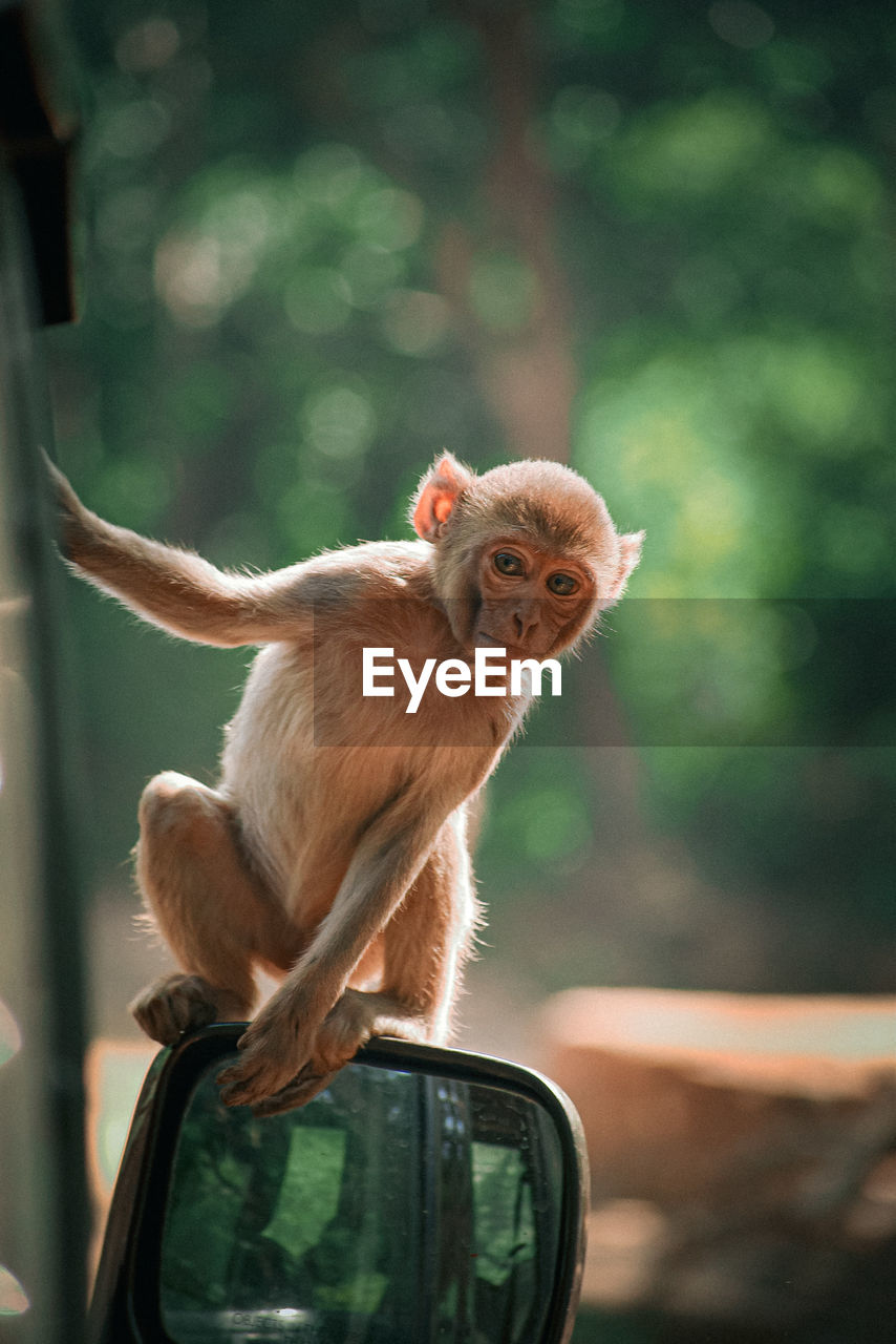  monkey looking forward sitting on the mirror of car with closeup shot