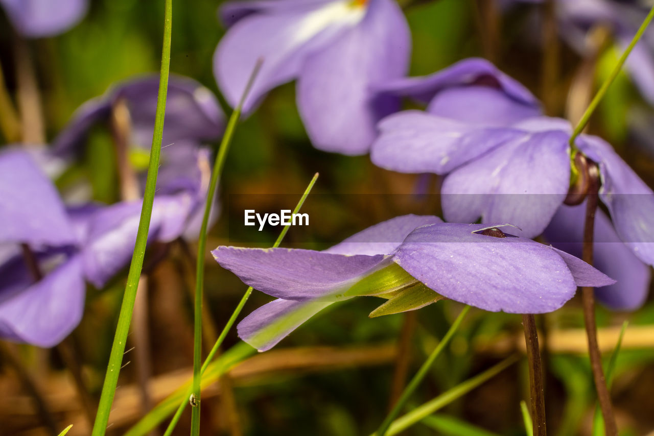 Close-up of purple crocus flowers growing on field