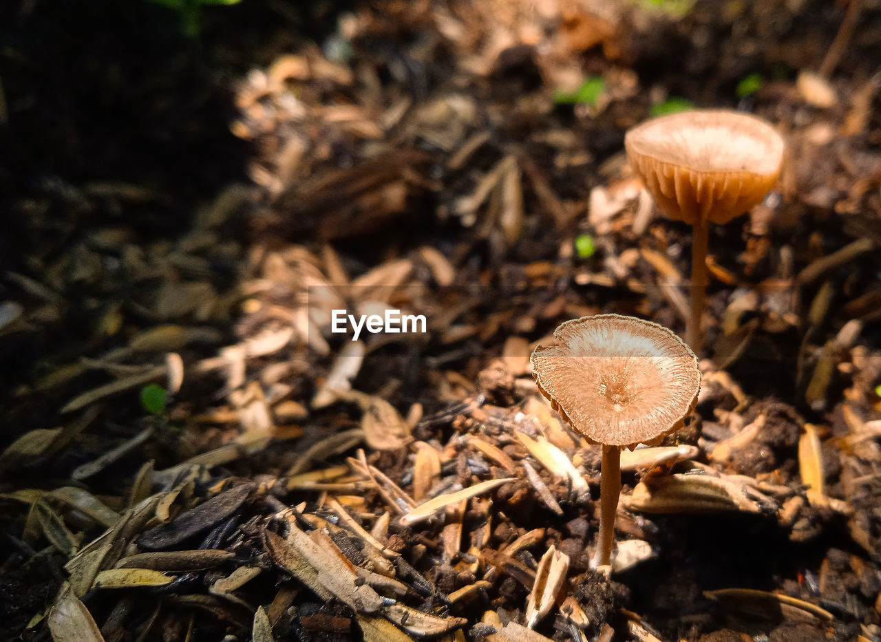 Close-up of mushroom growing on field