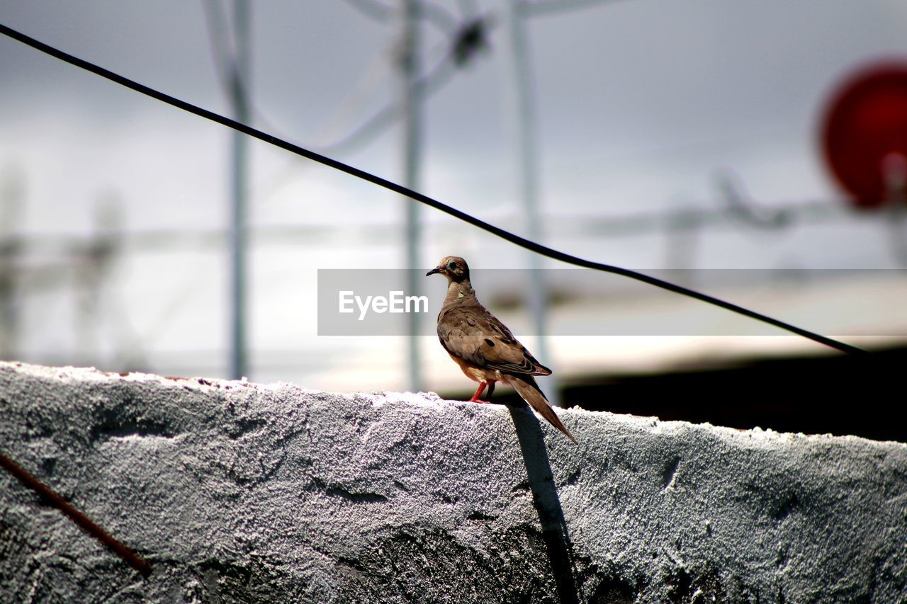 Close-up of bird perching on a house