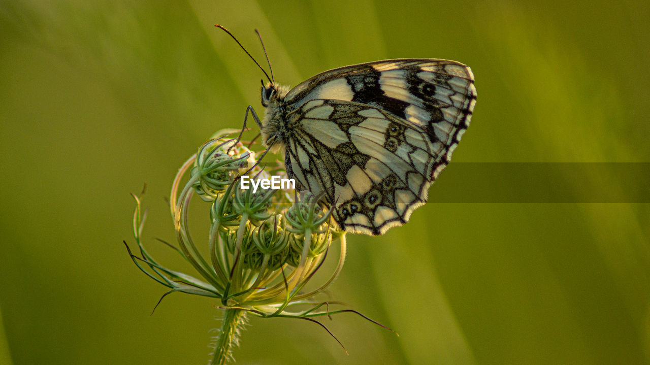 Marbled white english butterfly black spotted wings perched on wild flowers spring view