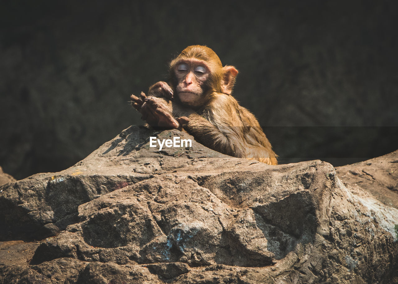 Monkey sitting on rock