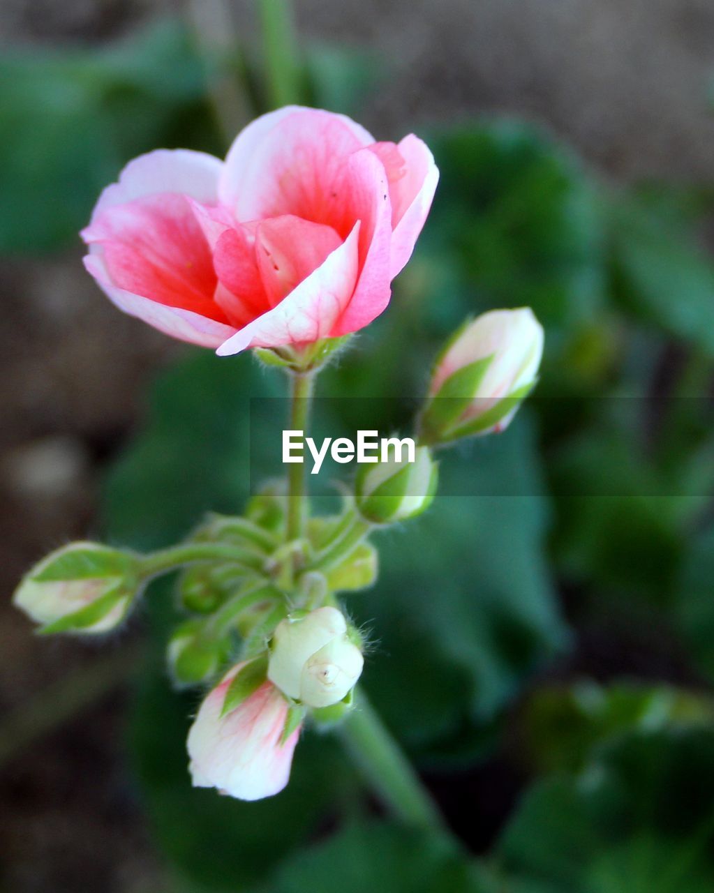 Close-up of pink flower