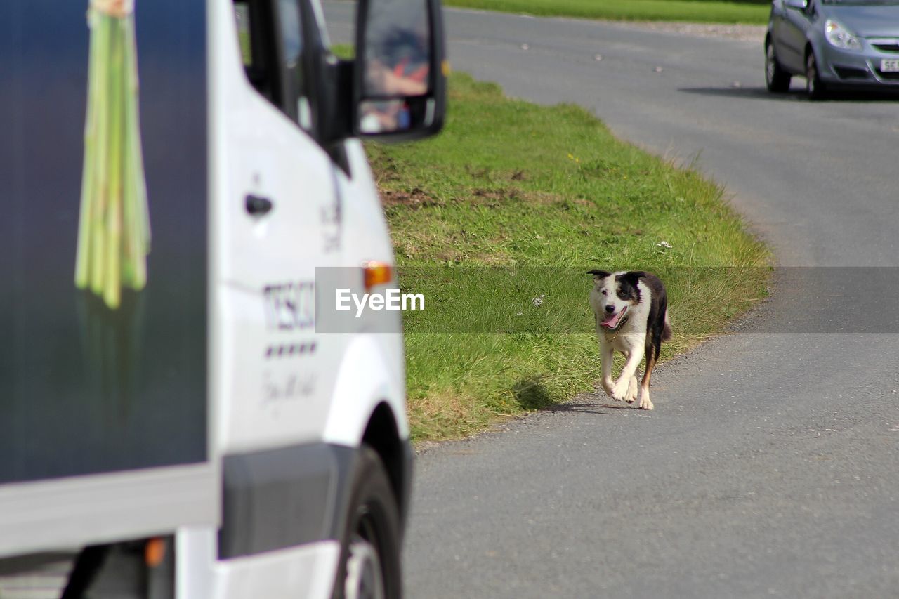 VIEW OF DOG ON STREET