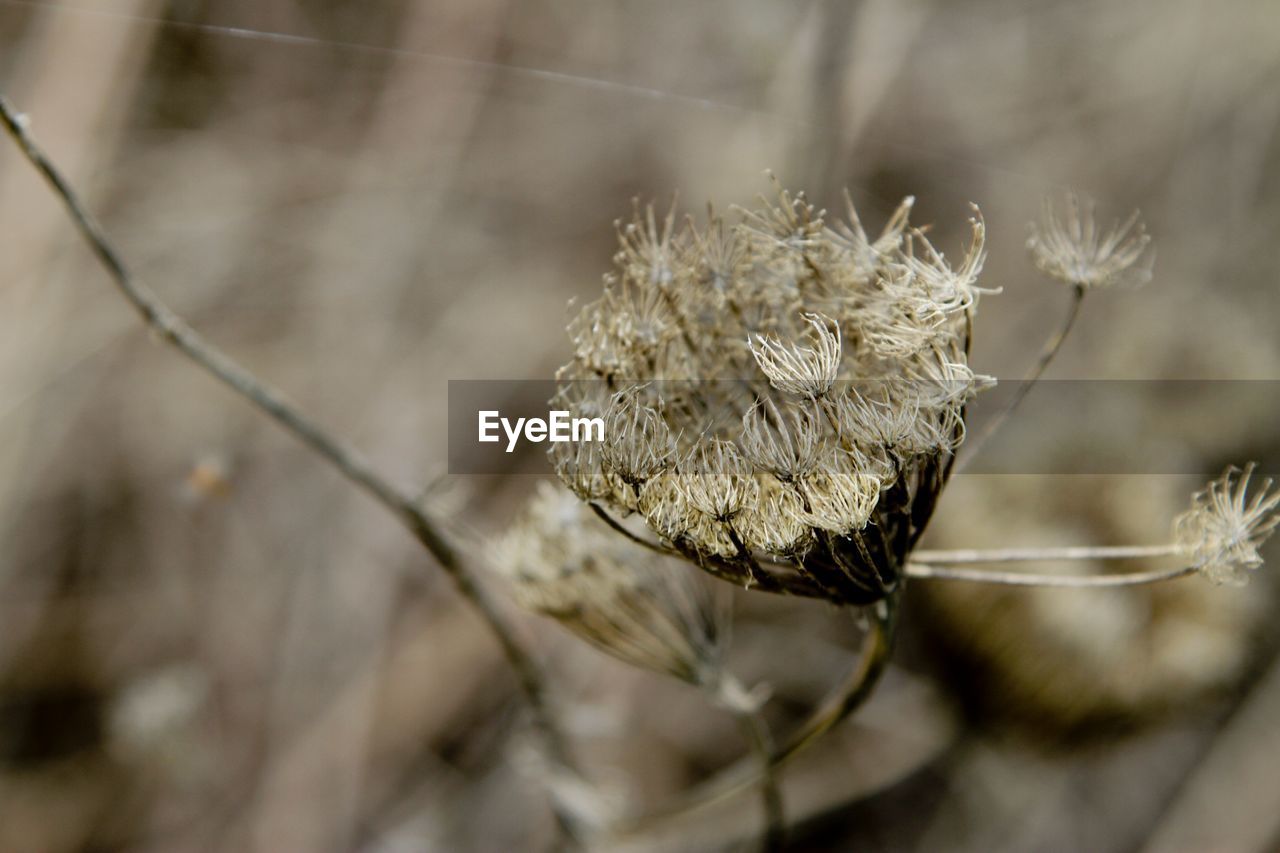 CLOSE-UP OF WILTED FLOWER OUTDOORS