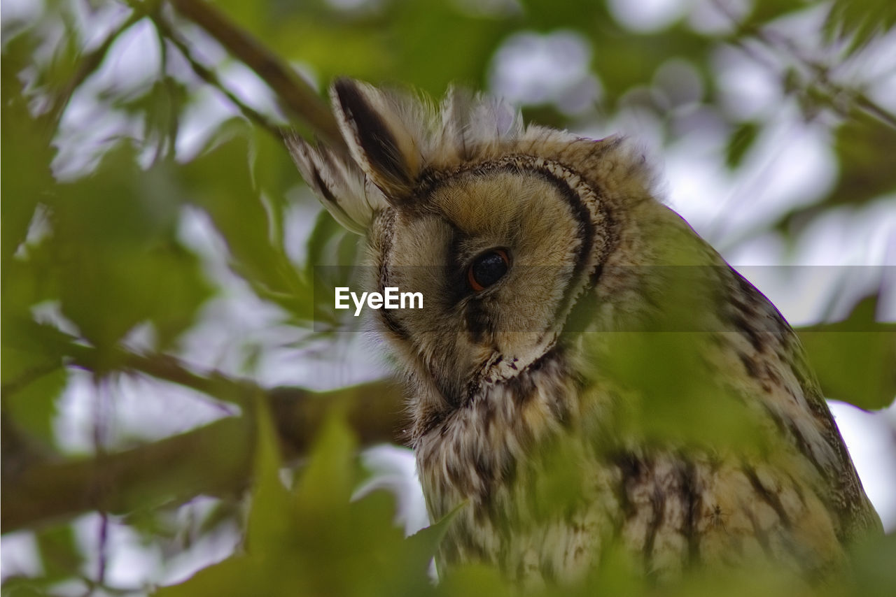 Long eared owl perching in tree