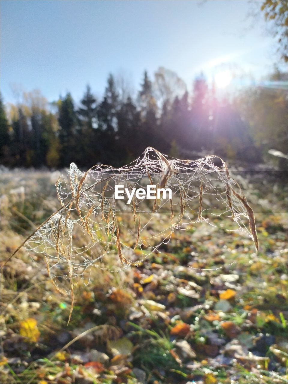 CLOSE-UP OF ANIMAL ON LAND