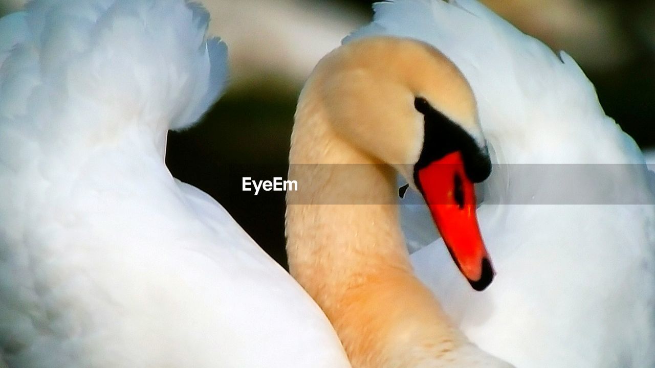 CLOSE-UP OF SWAN IN WHITE