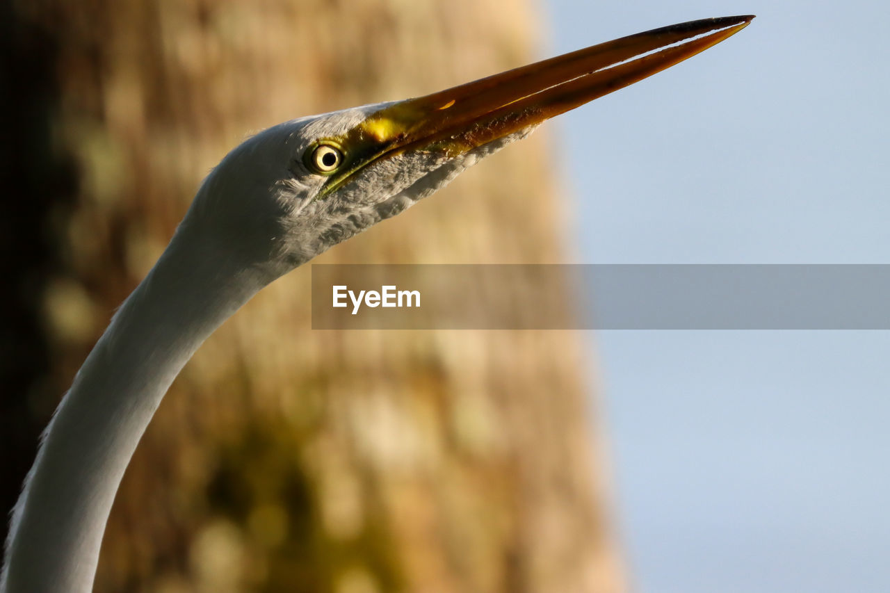 Snowy egret bird close-up with tree trunk brown background