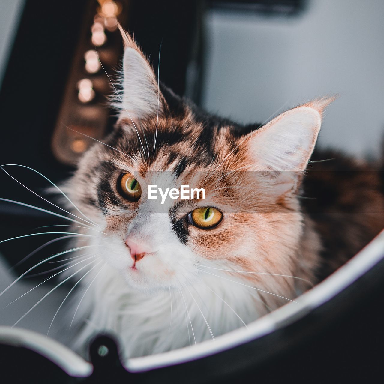 CLOSE-UP PORTRAIT OF CAT IN CONTAINER