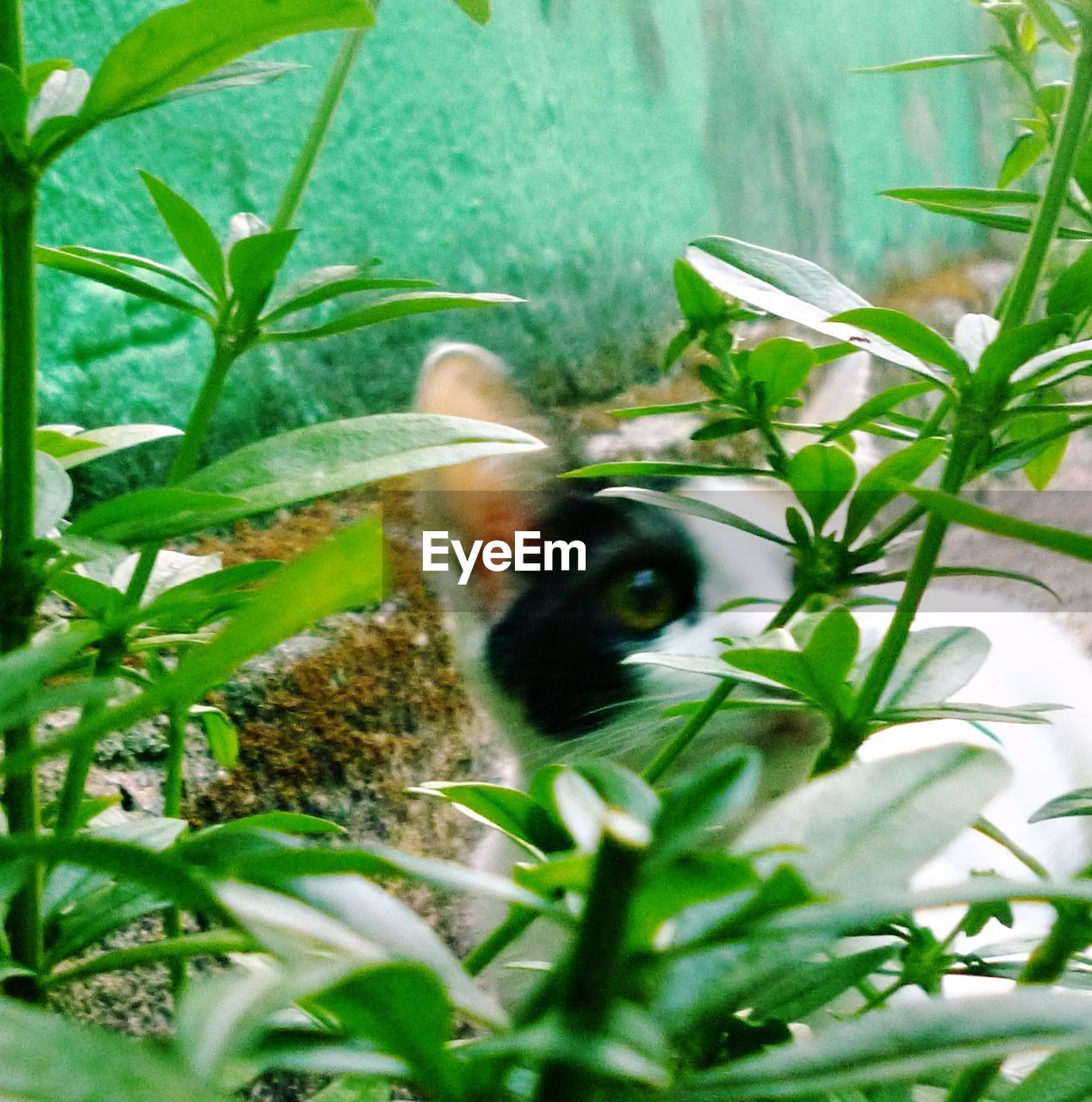 CLOSE-UP OF CAT ON PLANT