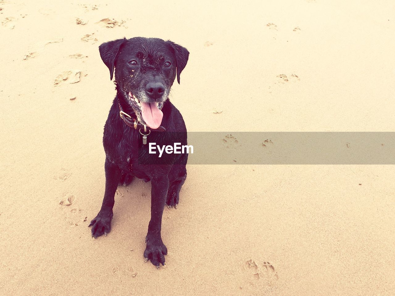 PORTRAIT OF DOG ON BEACH