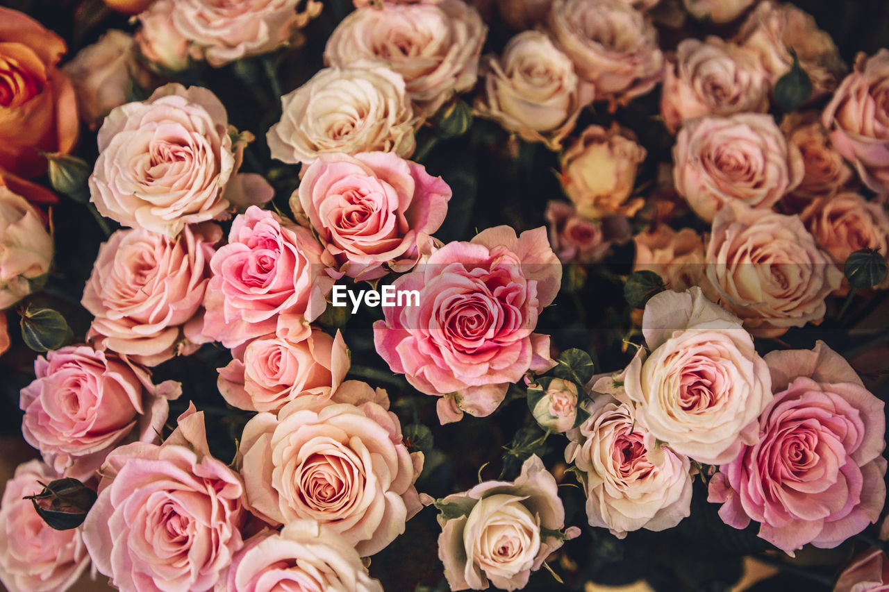 HIGH ANGLE VIEW OF ROSE BOUQUET ON PINK ROSES