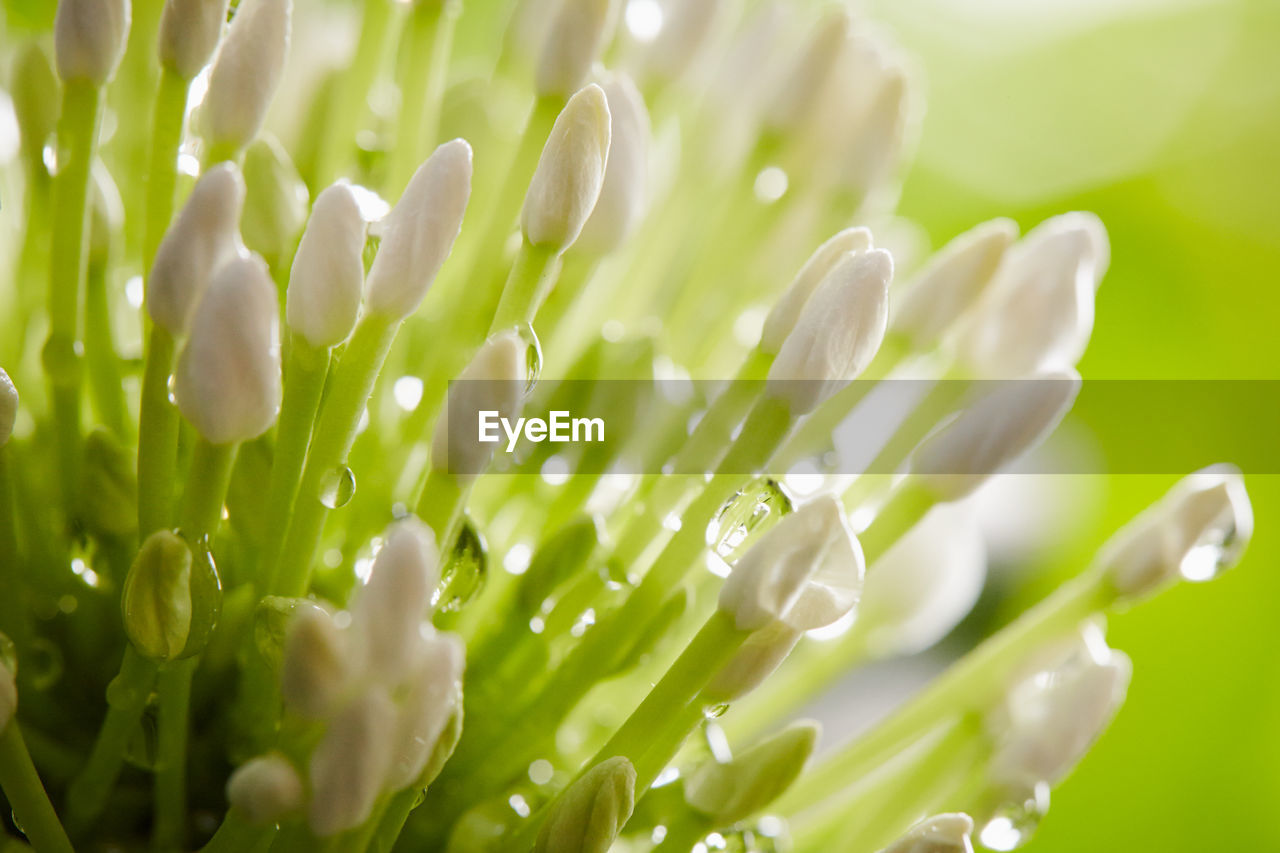 Close-up of fresh wet flower blooming outdoors