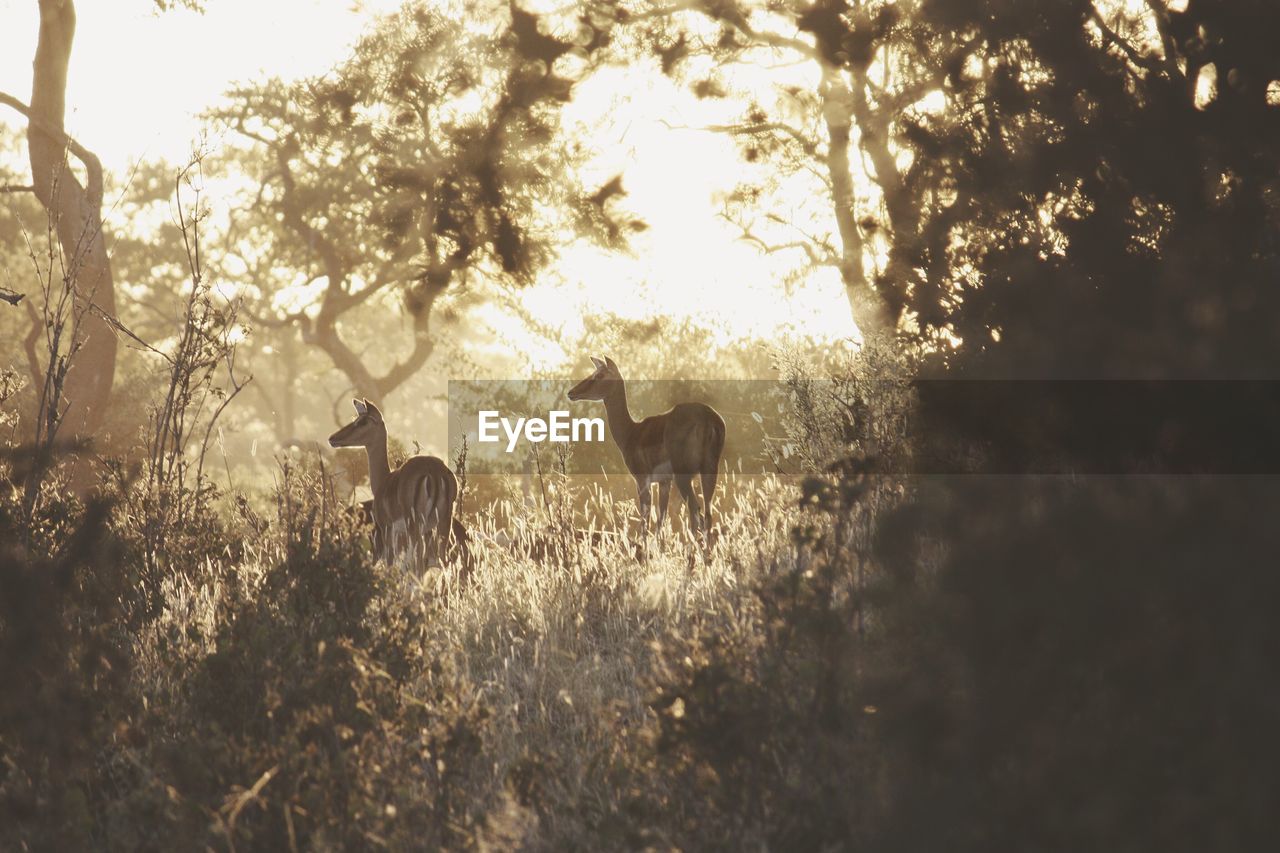 Scenic view deer in forest