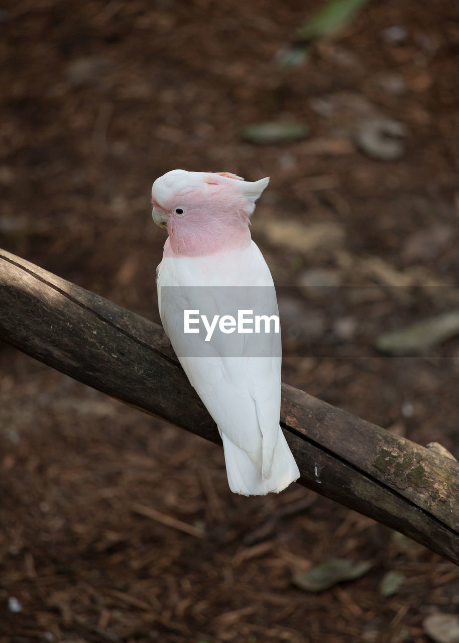 Close-up of cockatoo perching on wood