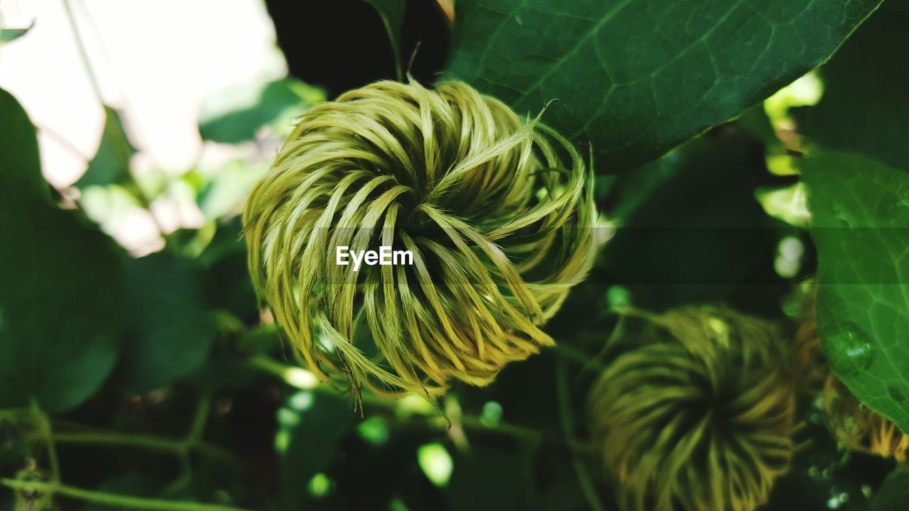 Close-up of flower bud growing outdoors