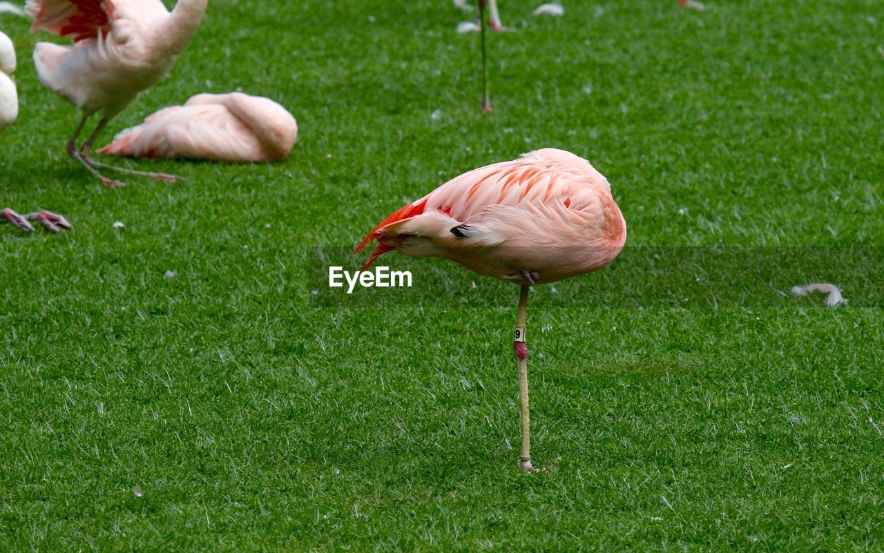 Flamingos on grassy field