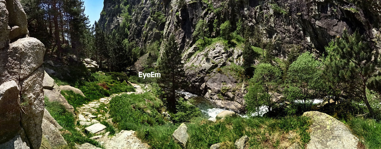 Panoramic view of rocks in forest