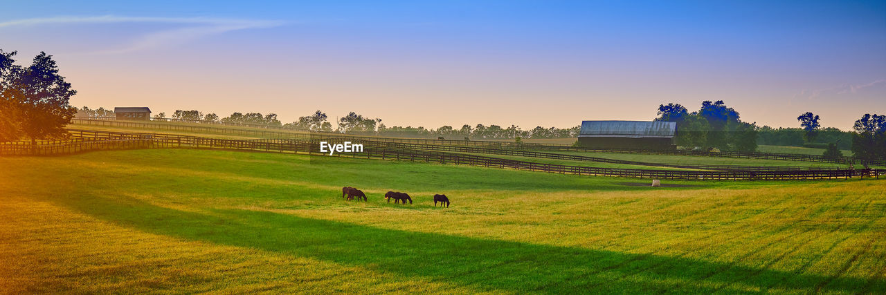 Thoroughbred horses grazing at sunset in a field.