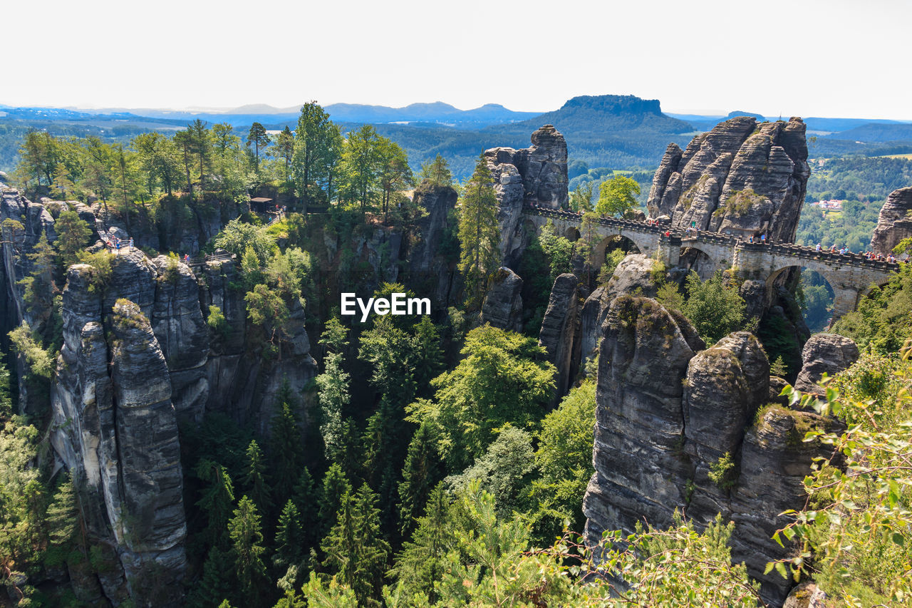 PANORAMIC VIEW OF TREES GROWING ON ROCK