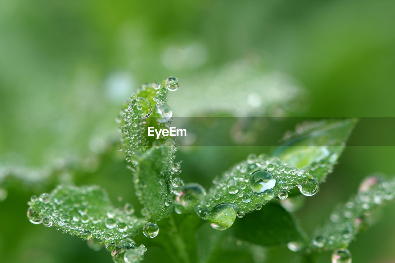 Macro shot of water drops on plant