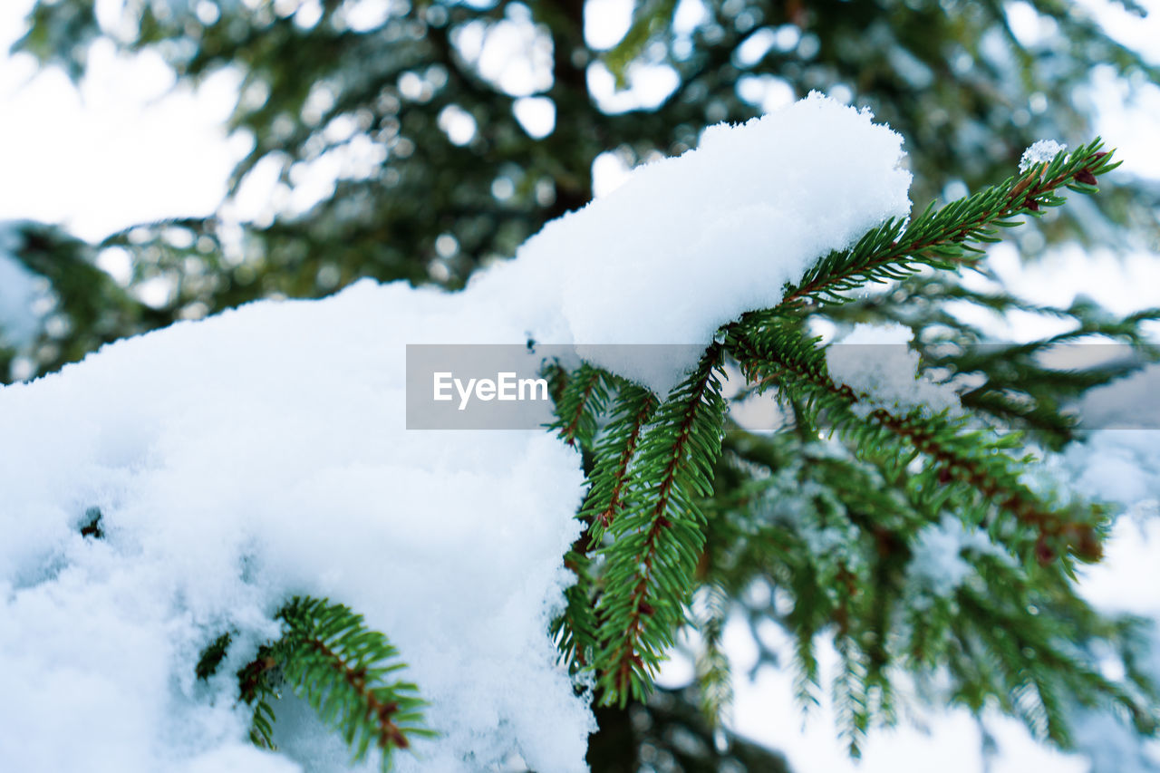 CLOSE-UP OF FROZEN TREE BRANCH