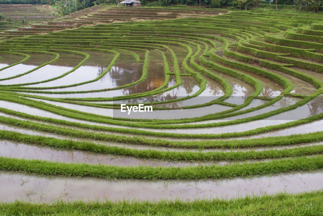 Full frame shot of rice paddy