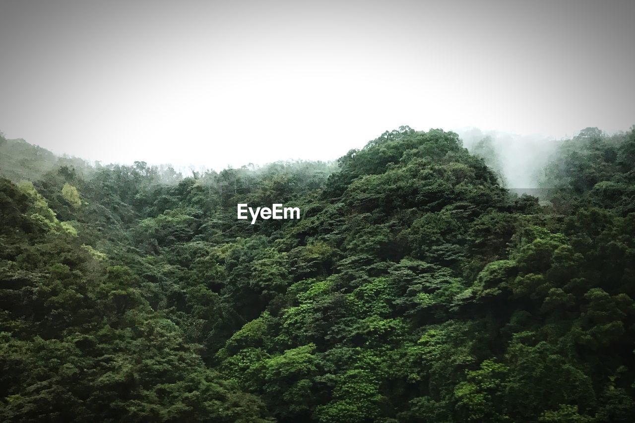 TREES AND PLANTS GROWING IN FOREST AGAINST SKY