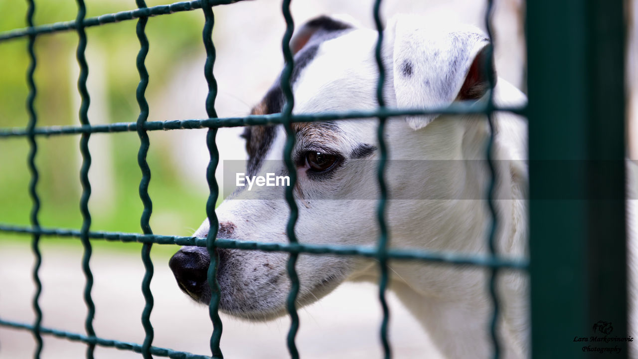 Close-up of a dog looking through fence