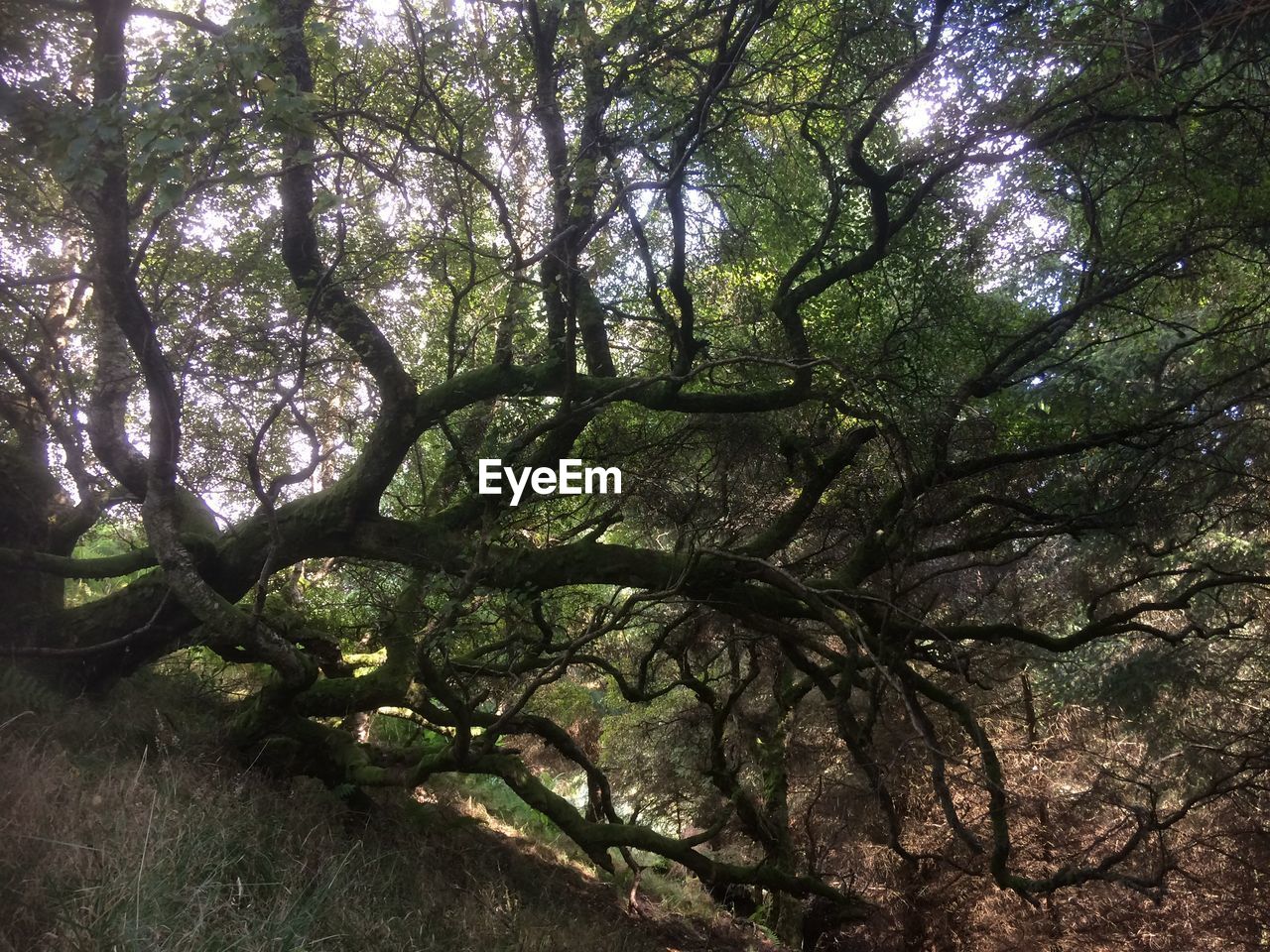 LOW ANGLE VIEW OF TREE TRUNKS IN FOREST