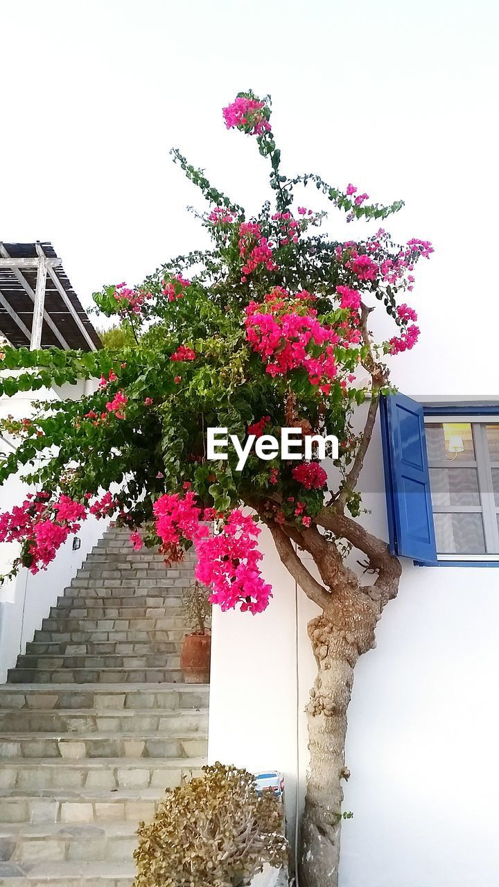 LOW ANGLE VIEW OF PINK FLOWERS BLOOMING ON TREE AGAINST SKY