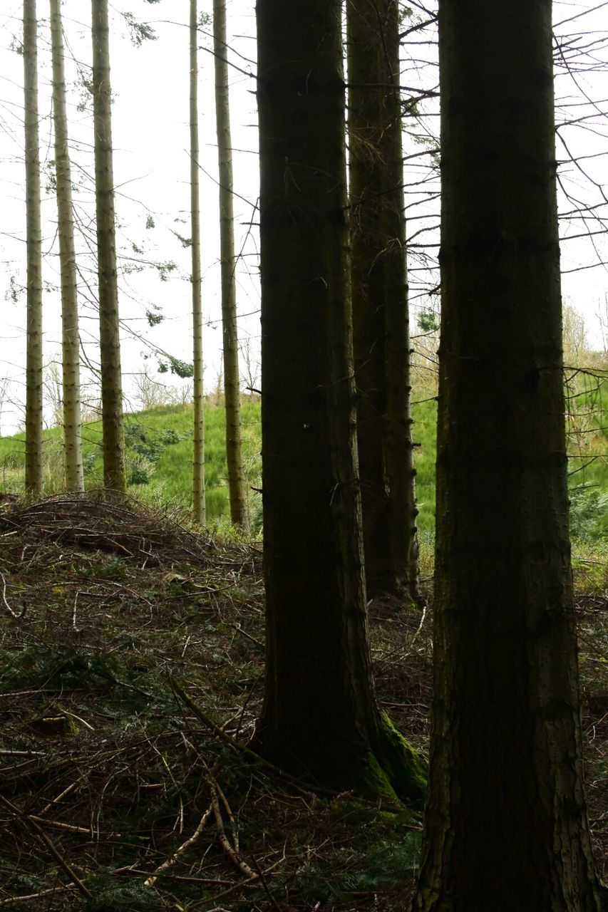 TREES GROWING IN FOREST