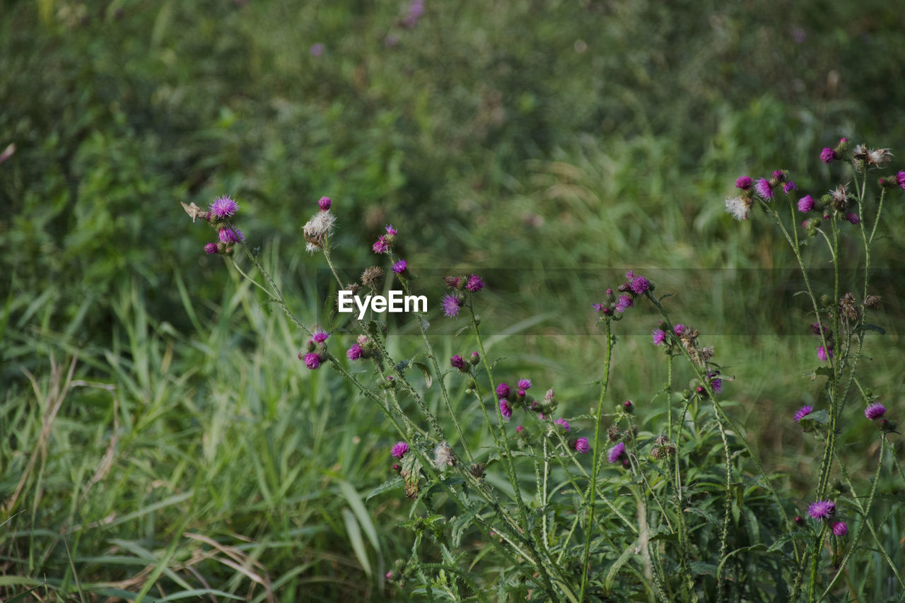 Close-up of pink flowering plants on field