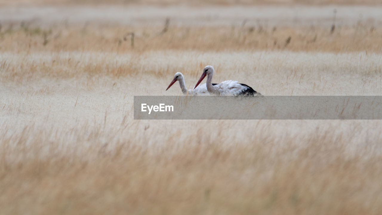 Side view of a bird flying