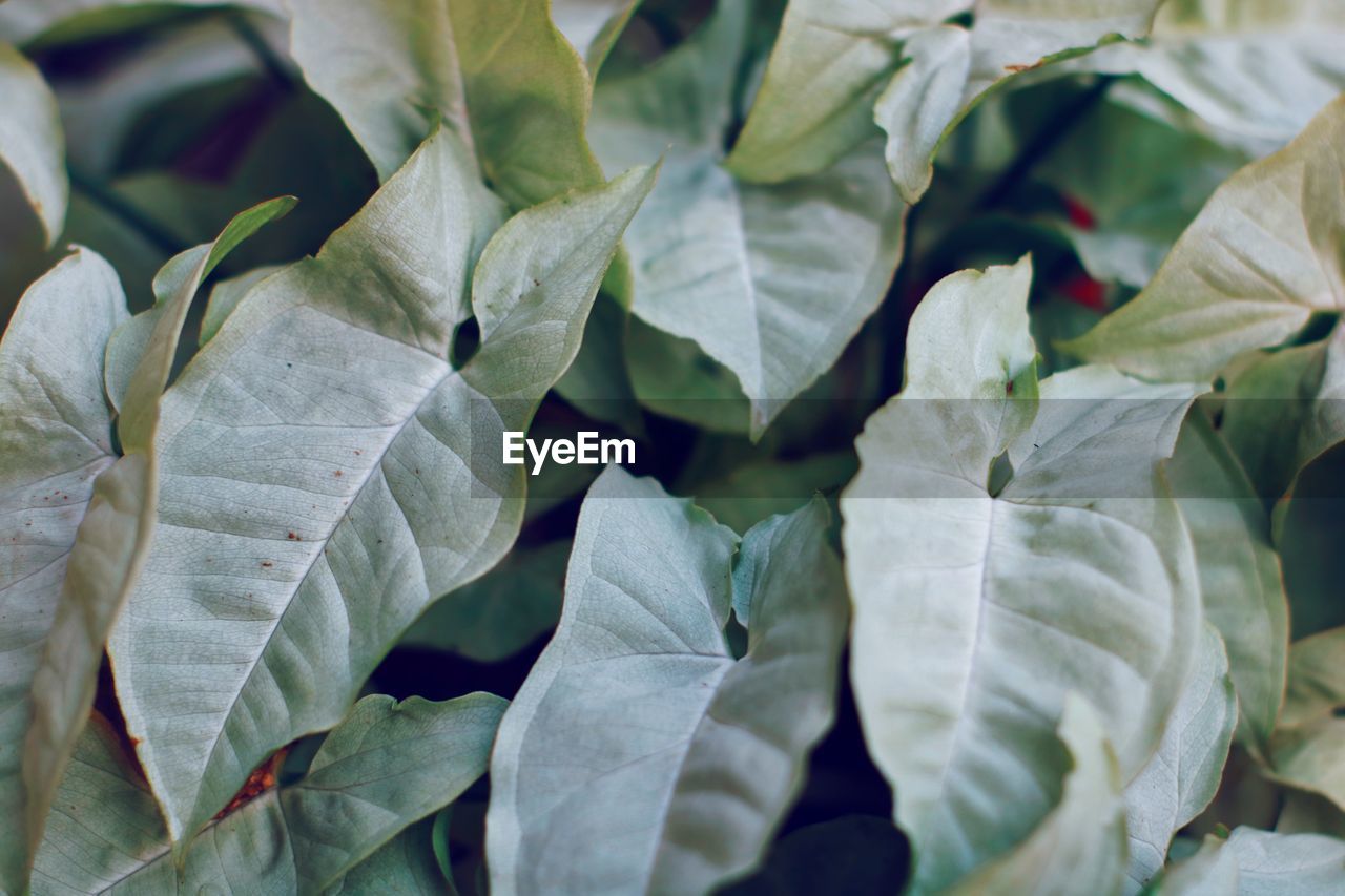 Close-up of leaves