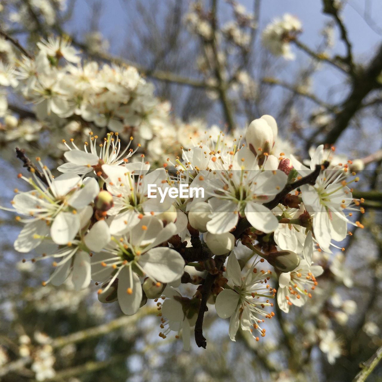 CLOSE-UP OF WHITE FLOWERS BLOOMING