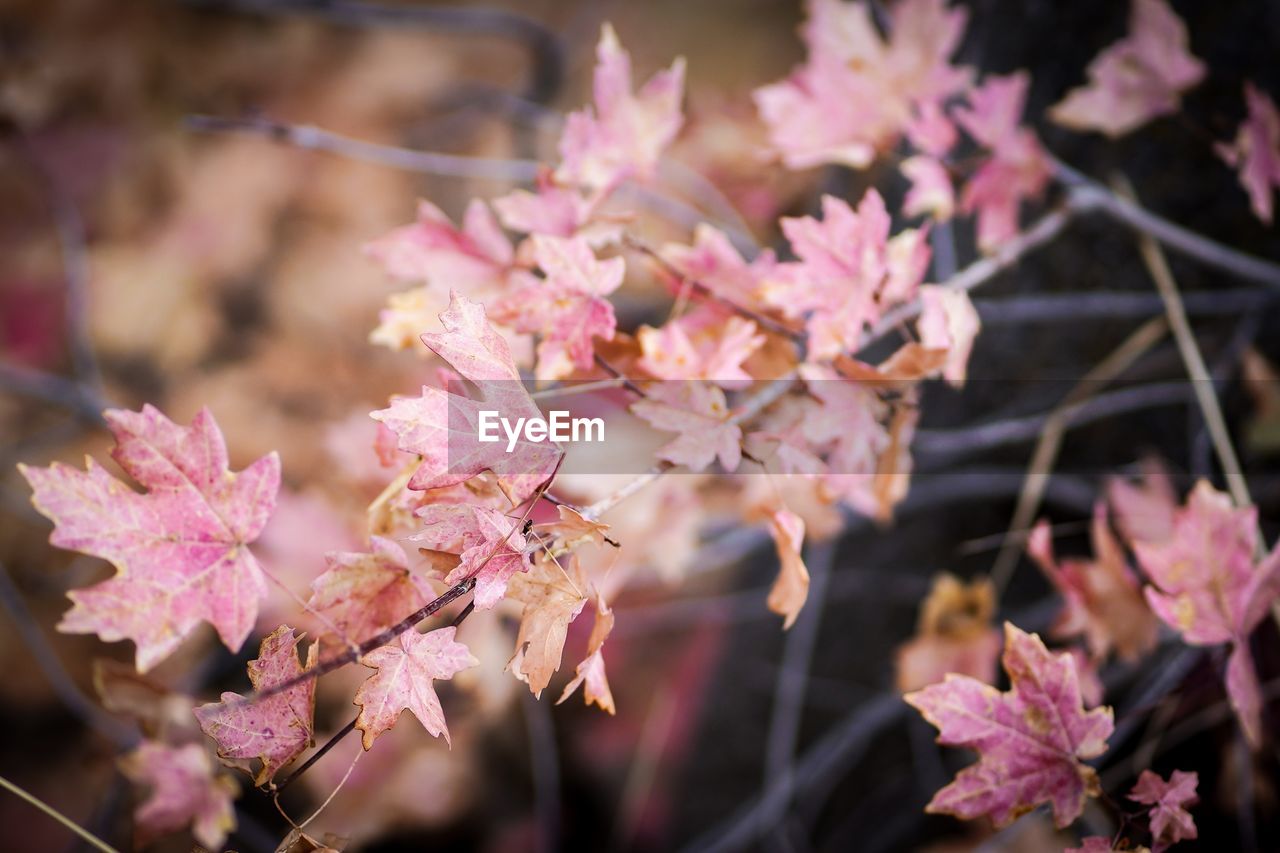 Close-up of pink cherry blossoms