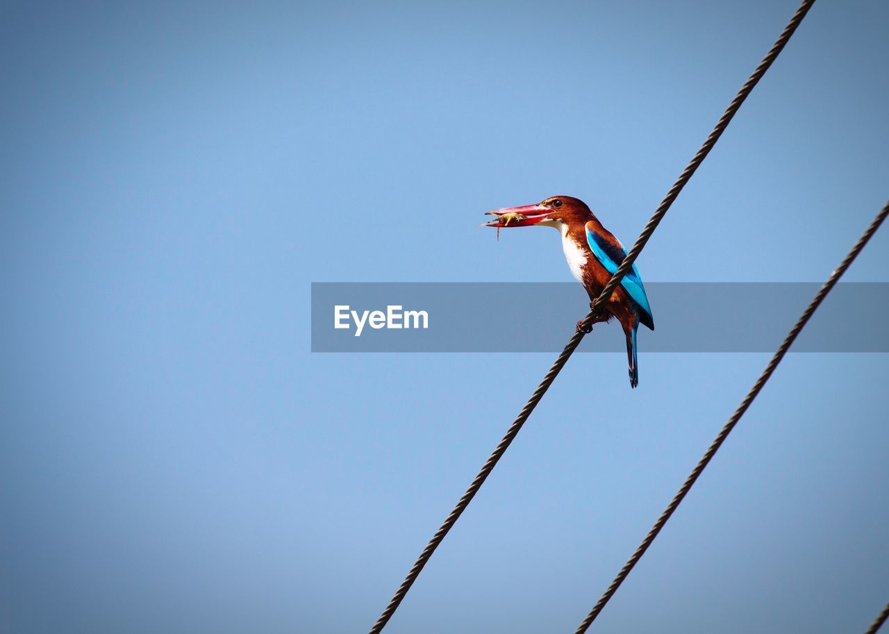 White throated kingfisher with a kill