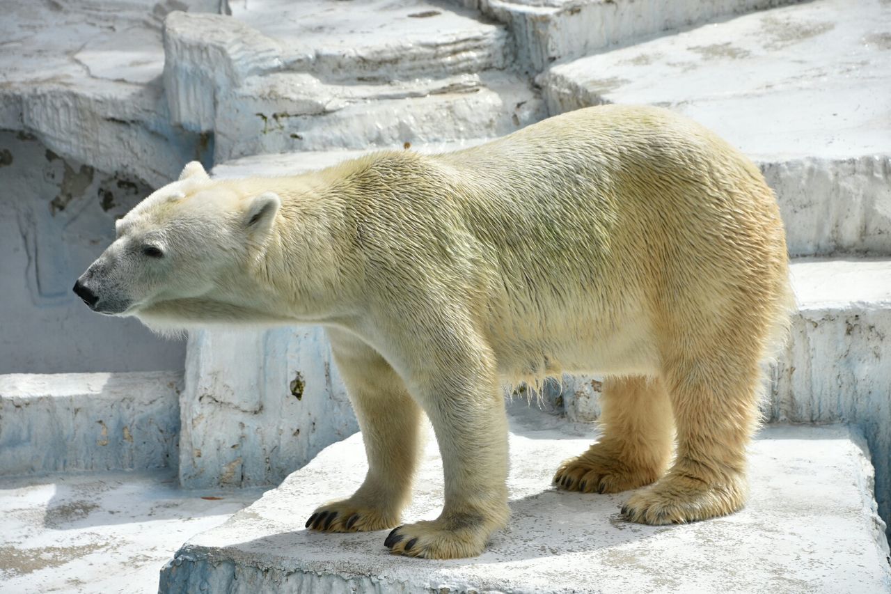 Side view of polar bear